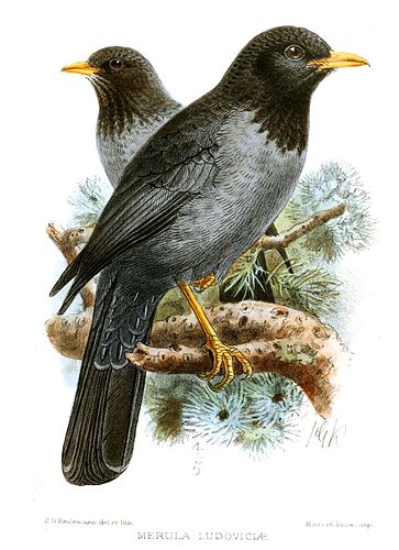 Somali thrush